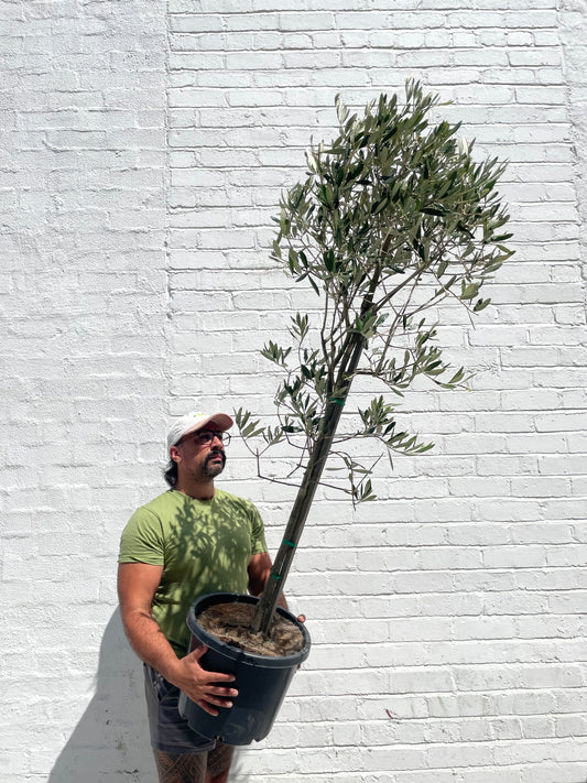 Olive Tree - Designer Topiary Style