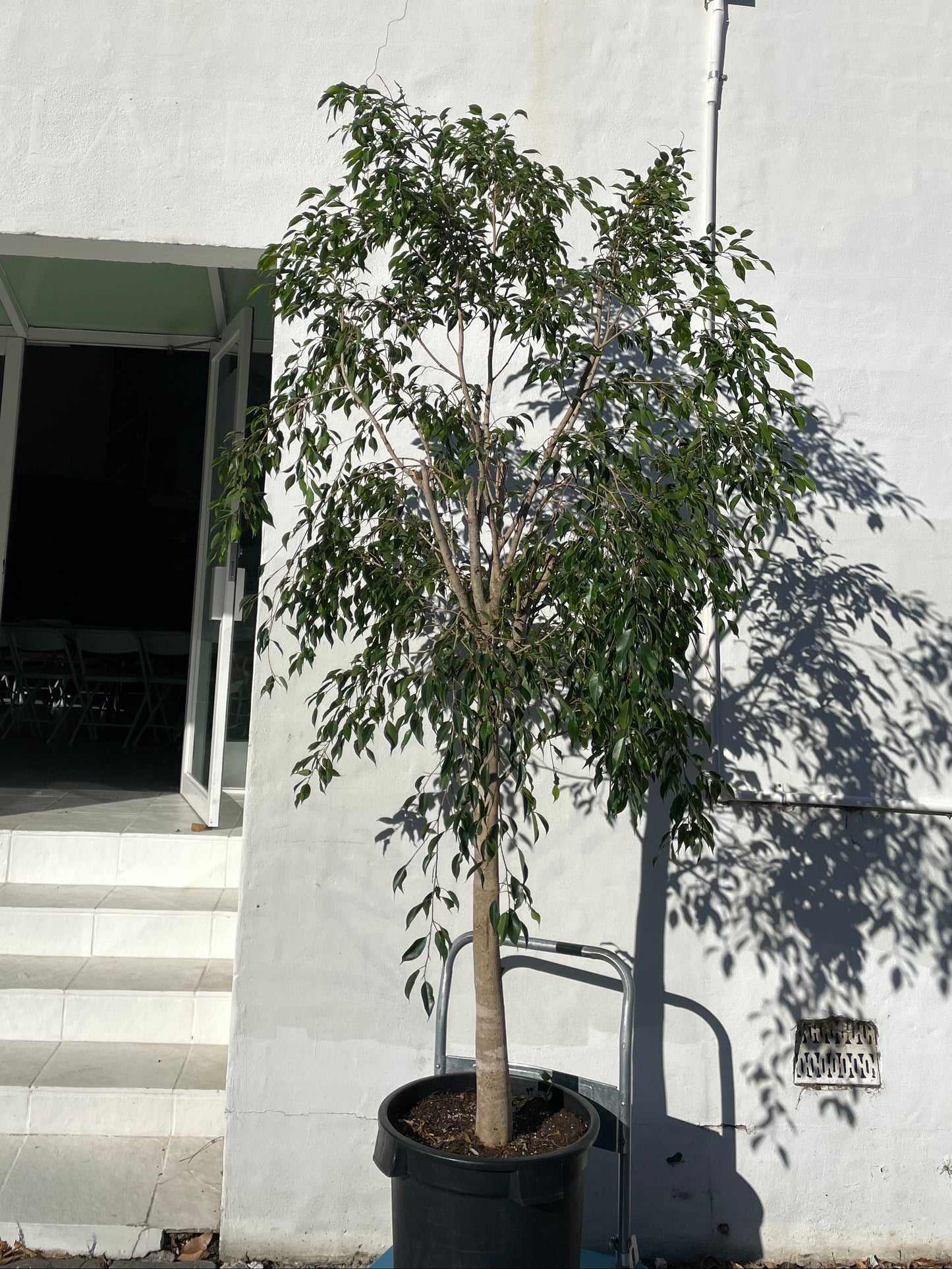 Extra Large Ficus Benjamina 'Weeping Fig' in 40-50cm pot