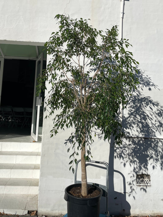 Extra Large Ficus Benjamina 'Weeping Fig' in 40-50cm pot