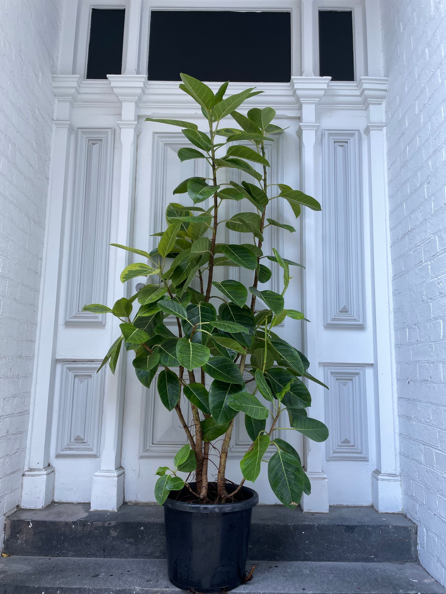 Ficus Audrey in 40cm Pot