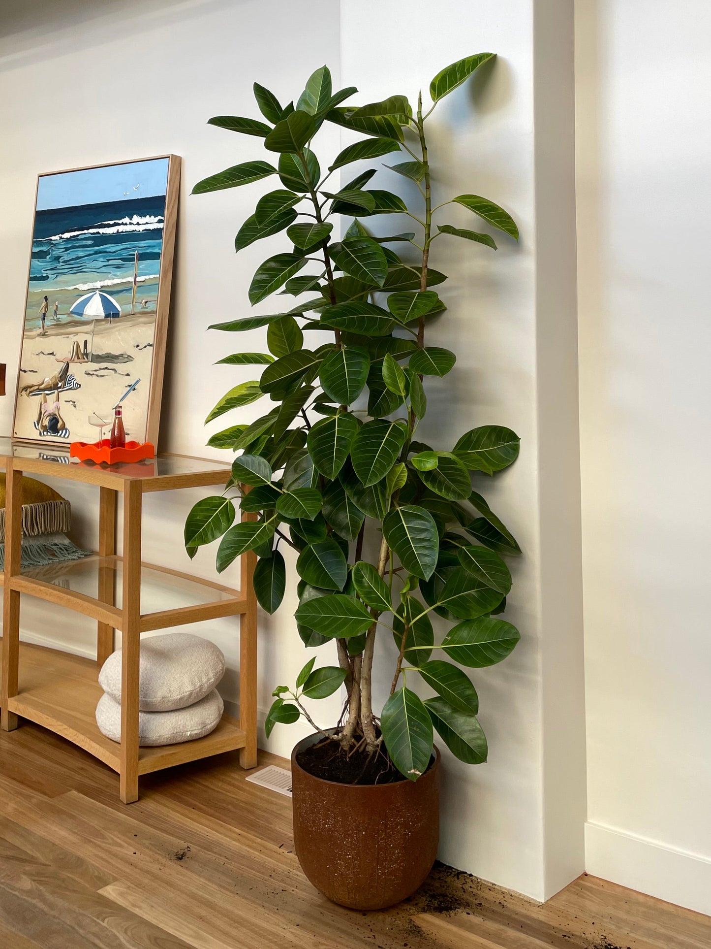 Ficus Audrey in 40cm Pot