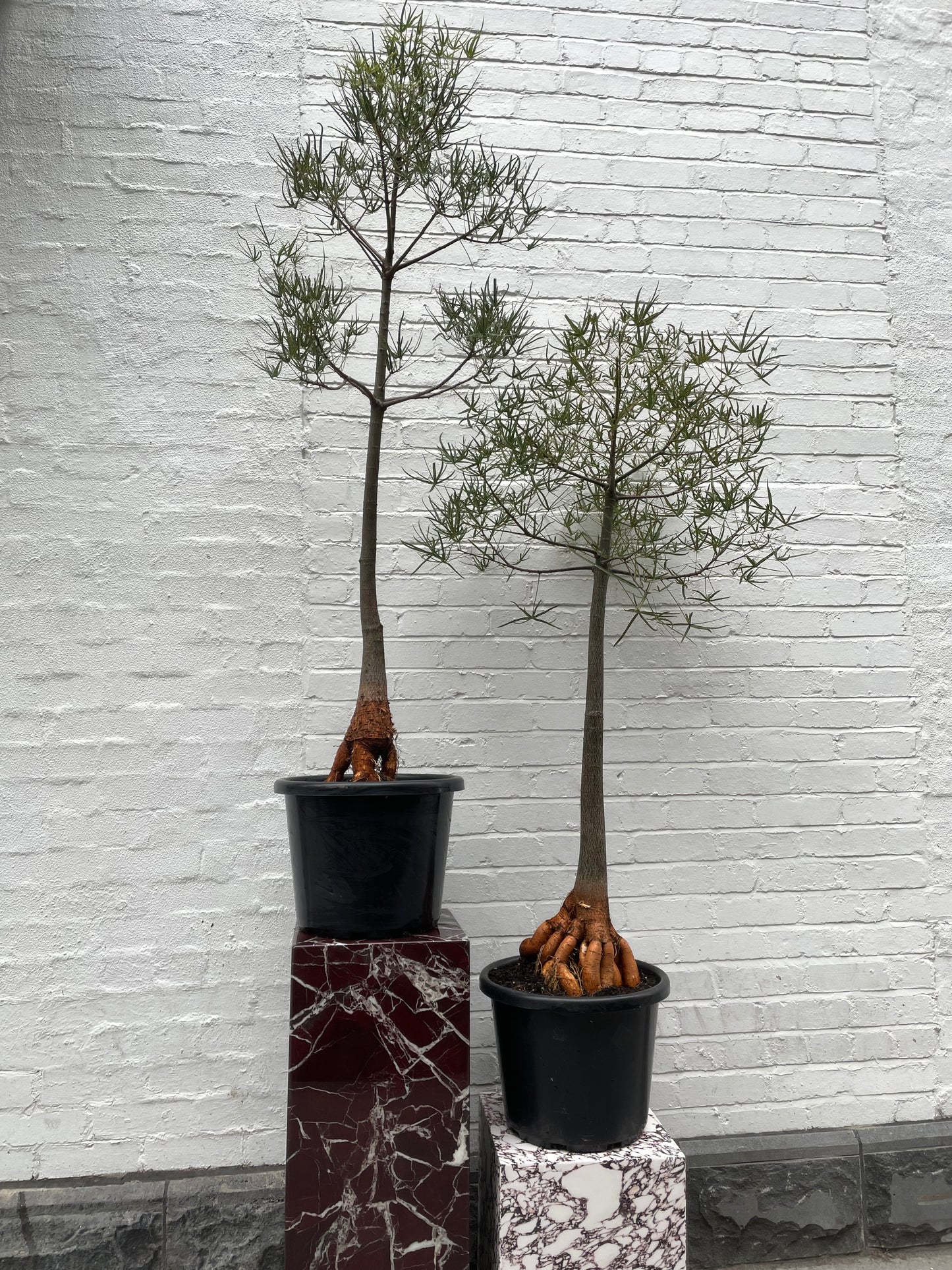 MEGA SALE Large Queensland Bottle Tree in 40cm Pot
