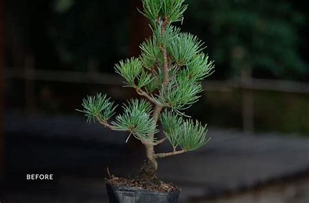 Bonsai Class for Beginners - 2nd of March Saturday 10am - 11:30am