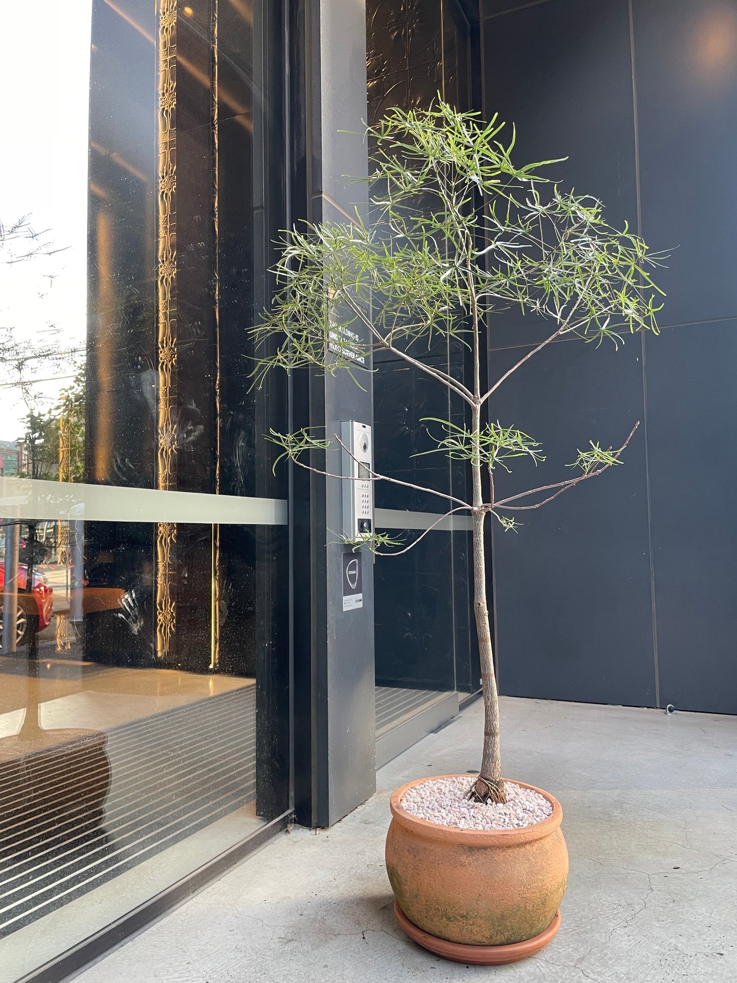 Large Queensland Bottle Tree 'Brachychiton Rupestris' in 30-40cm Pot
