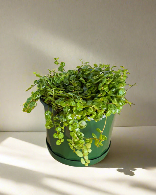 ‘String of Turtles’ Peperomia Prostrata