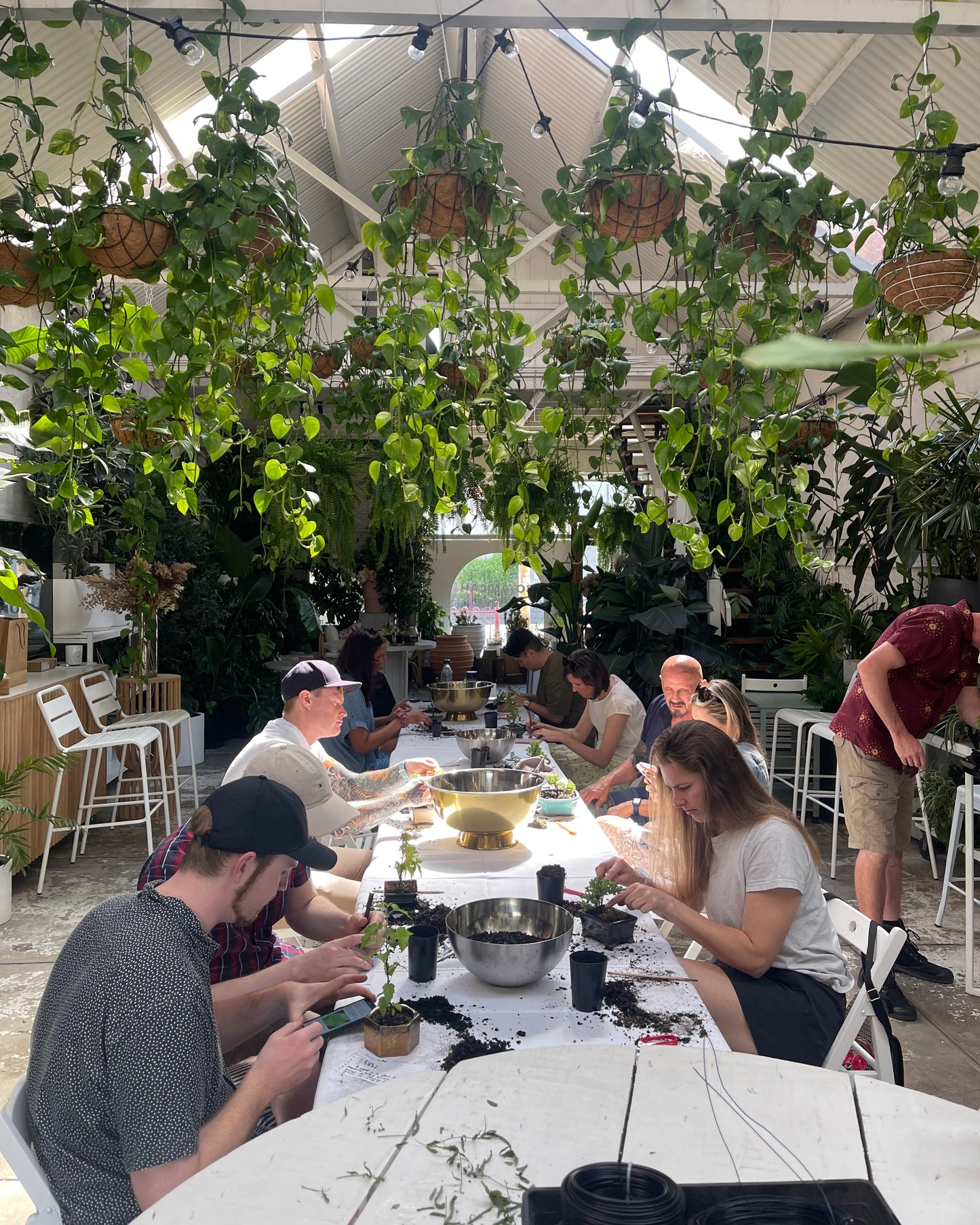 Bonsai Workshop Botanicah - Classes in Melbourne