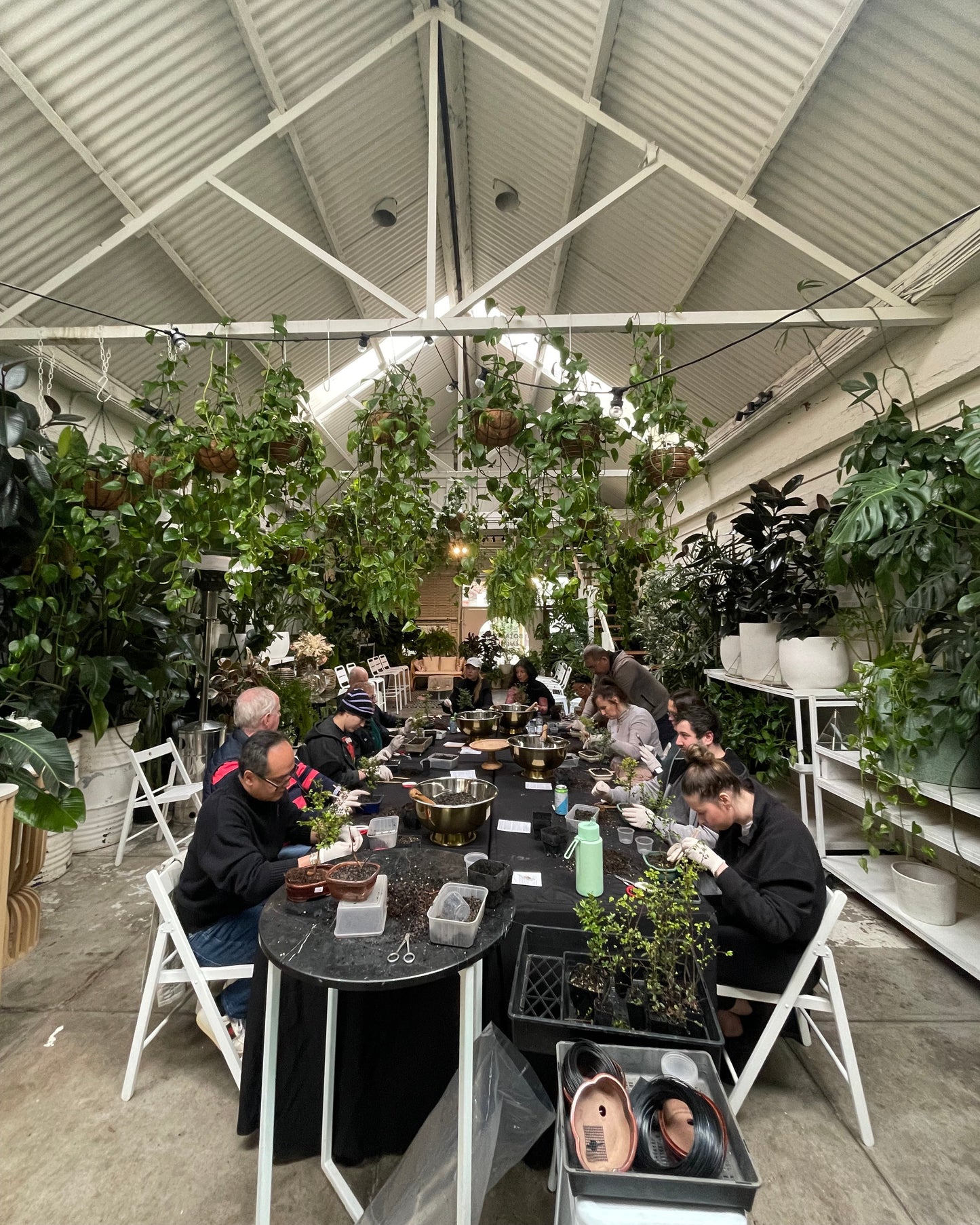 Bonsai Workshop Botanicah - Classes in Melbourne