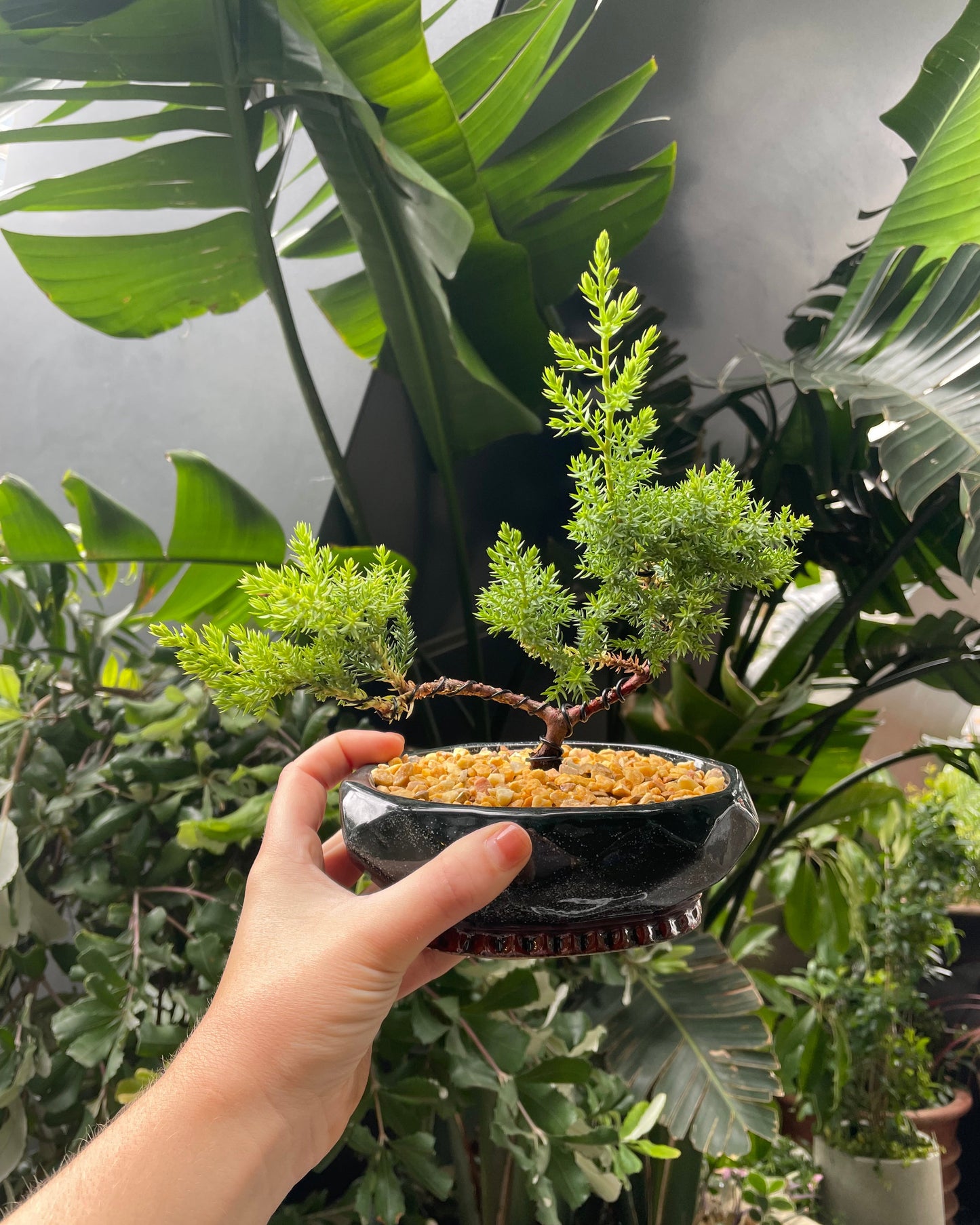 Bonsai Workshop Botanicah - Classes in Melbourne