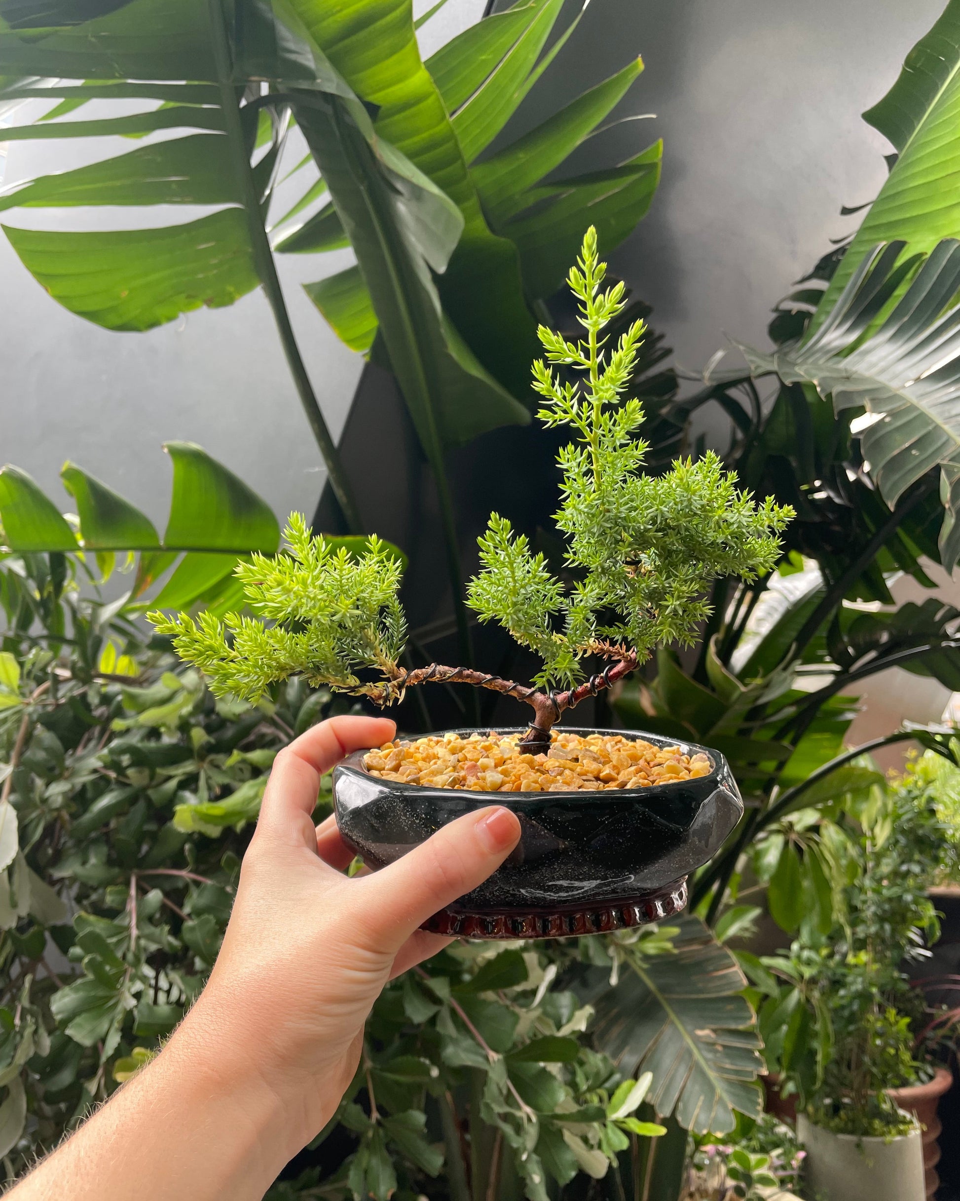 Bonsai Workshop Botanicah - Classes in Melbourne