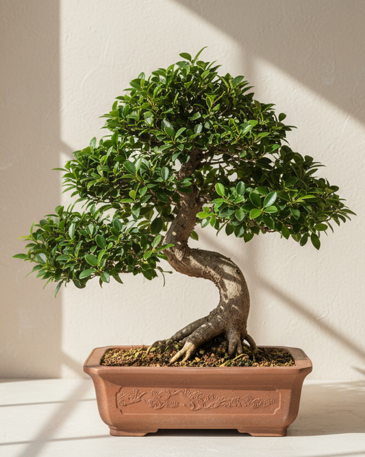 Bonsai Workshop Botanicah - Classes in Melbourne
