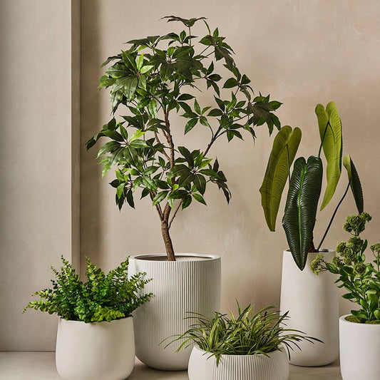 Artificial Pachira Aquatica 'Money Tree'