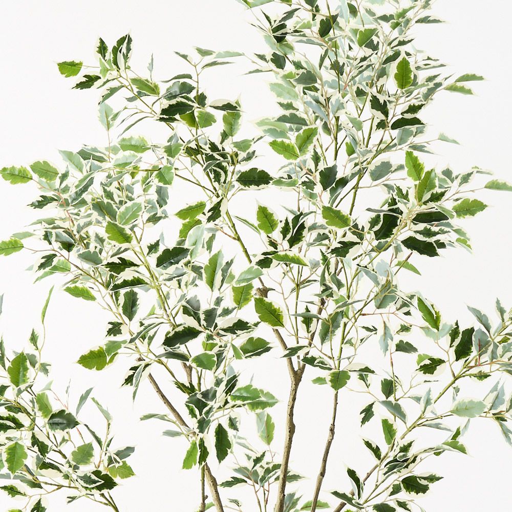 'Real Touch' Artificial Variegated Ficus 'Weeping Fig' Tree