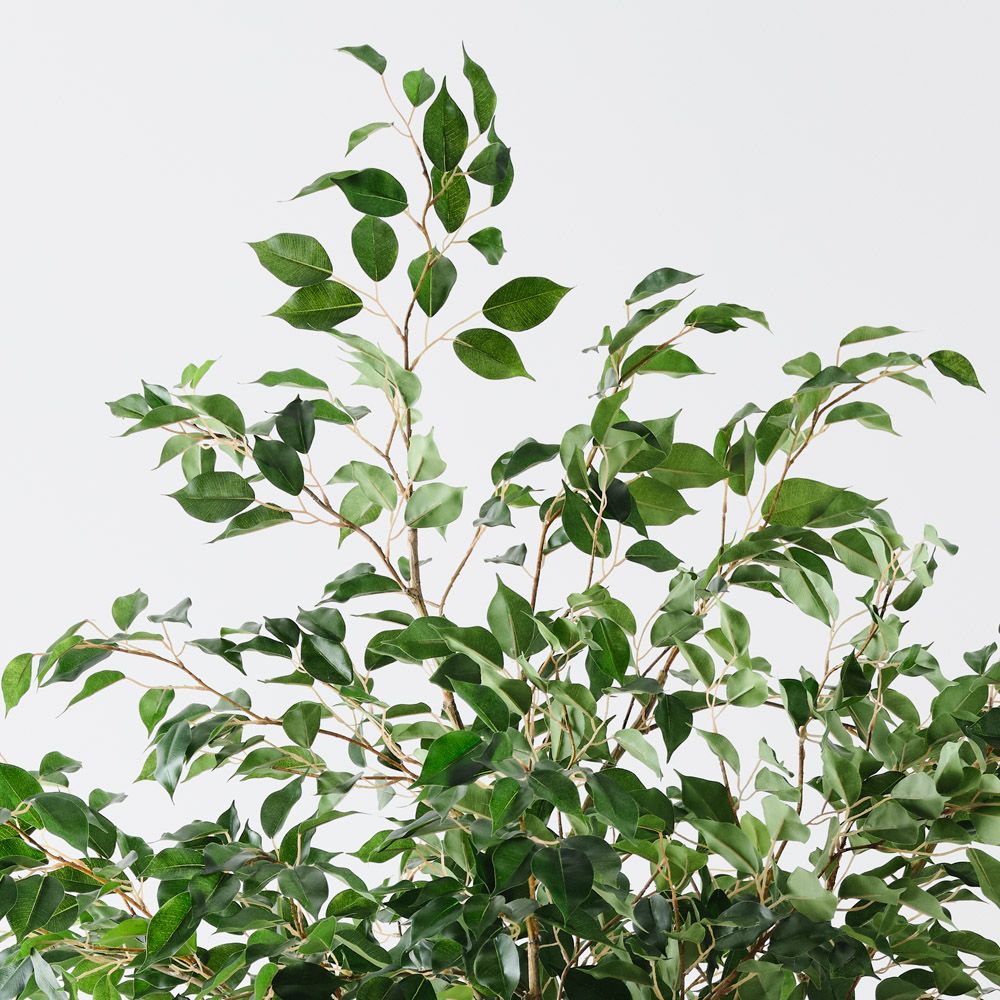 Large Artificial Ficus 'Weeping Fig' Tree
