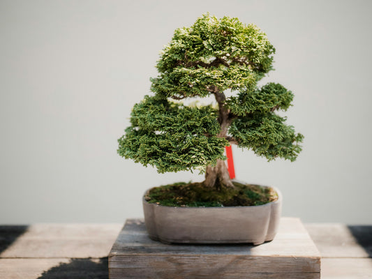 Bonsai Class for Beginners - 30th of November Sunday 10am - 11:30am