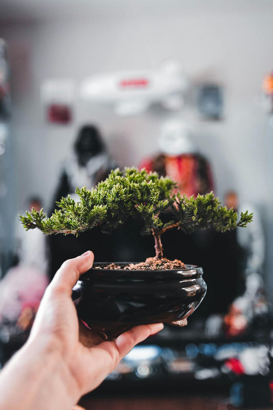 Bonsai Class for Beginners - 23rd of November Sunday 10am - 11:30am
