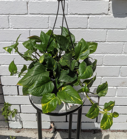 Devil's ivy in 20cm hanging basket