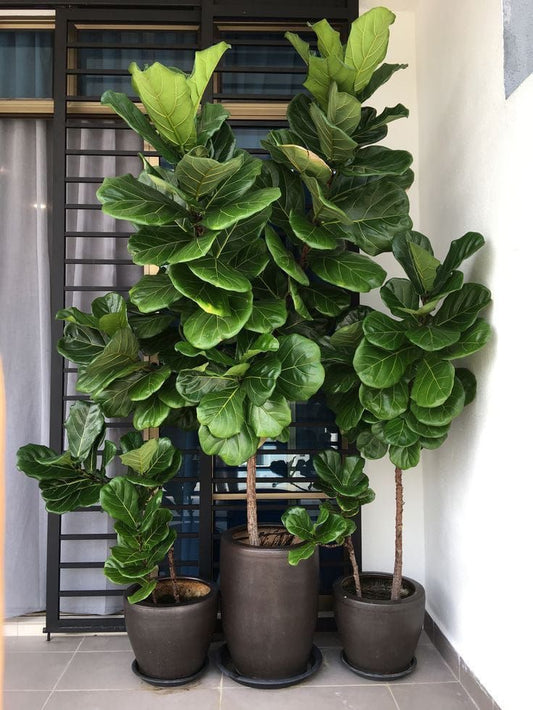 Fiddle leaf fig On Sale 1.5 m to 1.8m tall in  30cm pot
