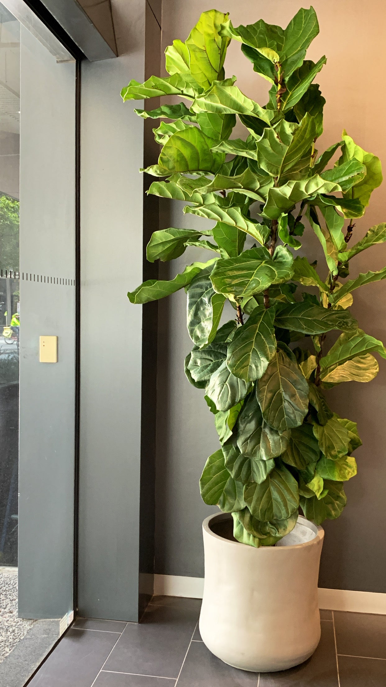 Giant Fiddle leaf tree in 400mm pot