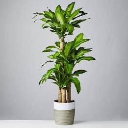 Happy Plant (Dracaena Fragrans Massangeana)