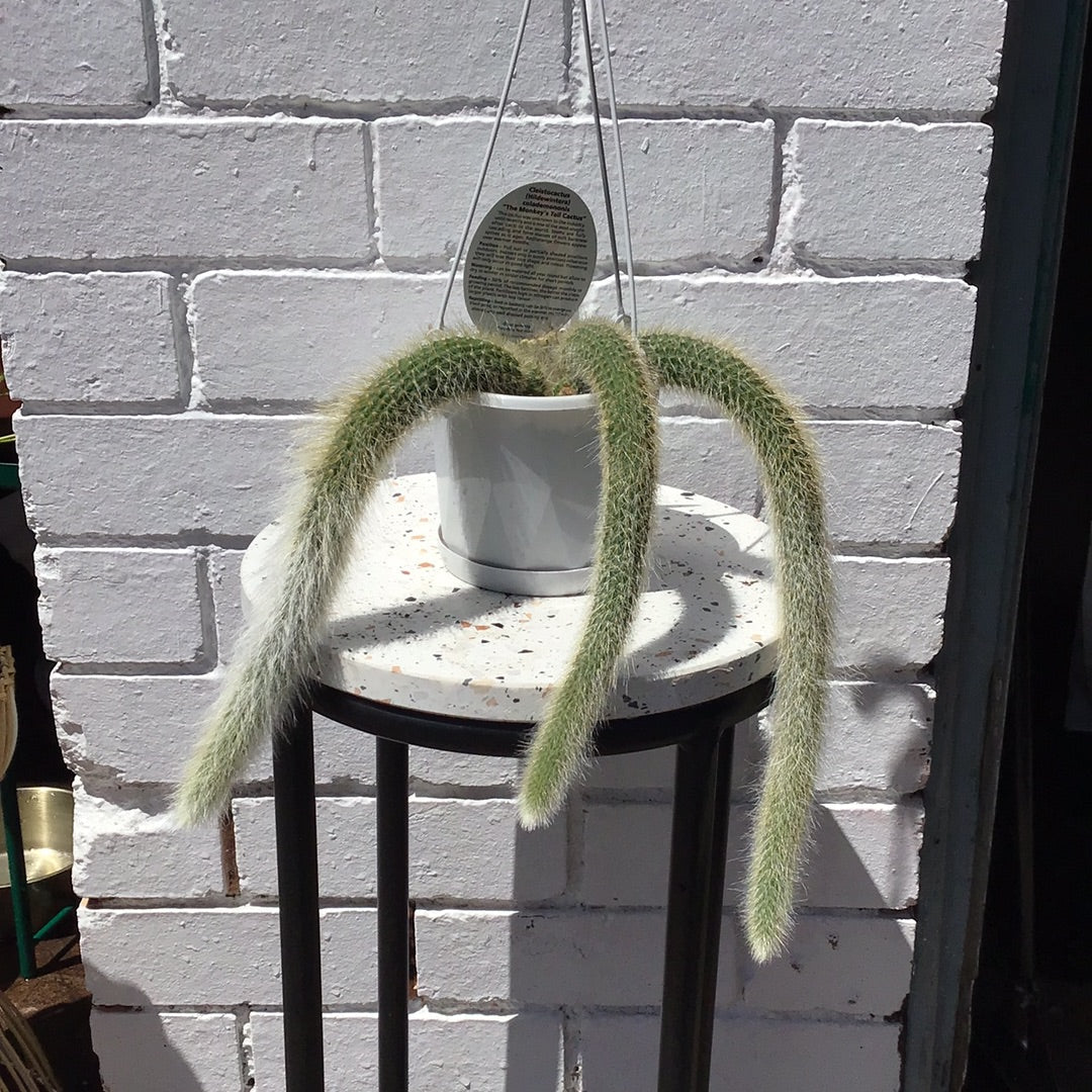 Monkey tail hanging basket in 140mm pot