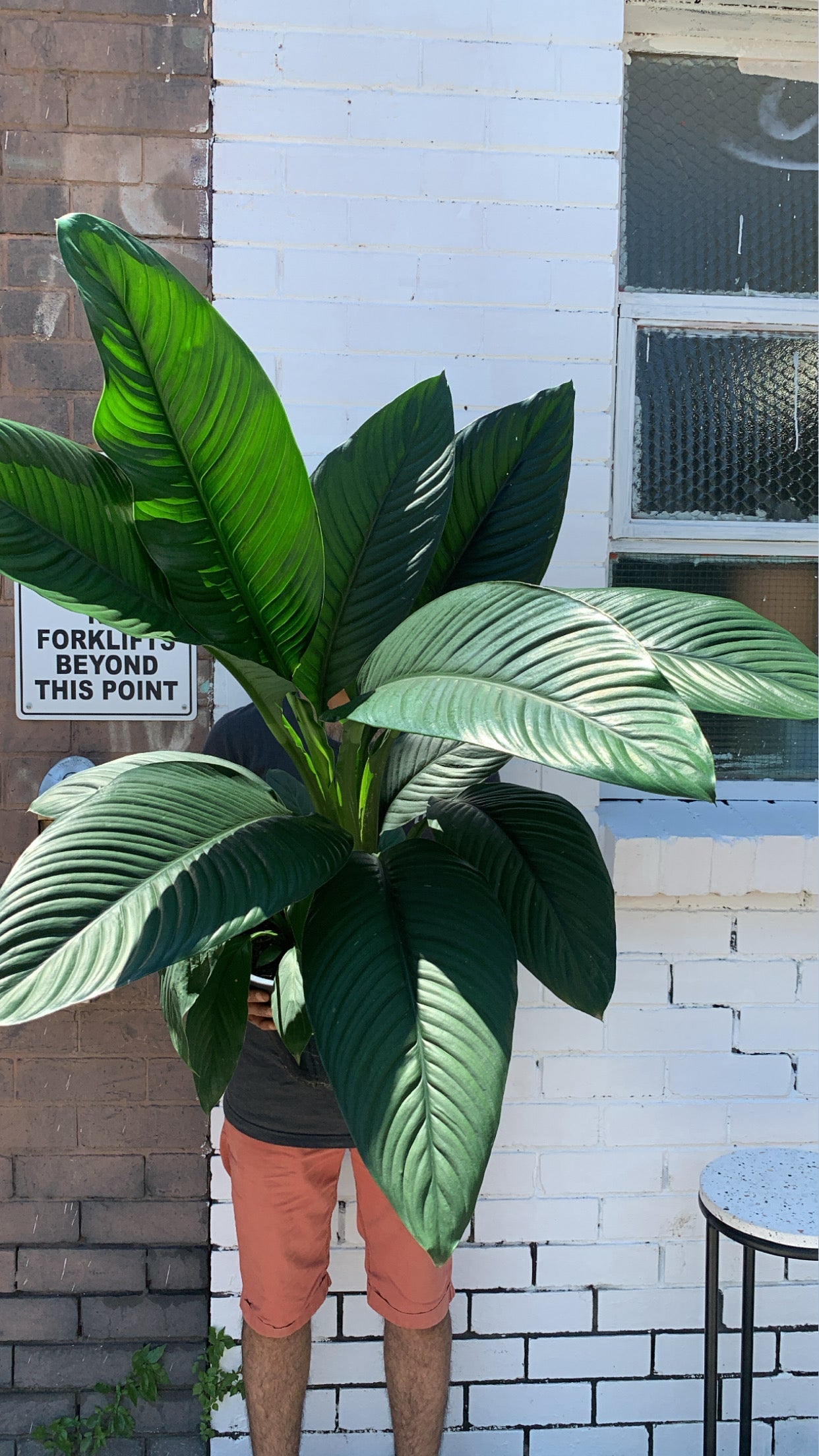 Peace Lily Sensation in 250mm pot *SALE*