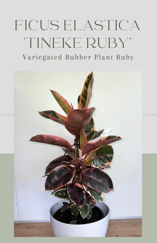 Ficus Ruby in 25cm pot