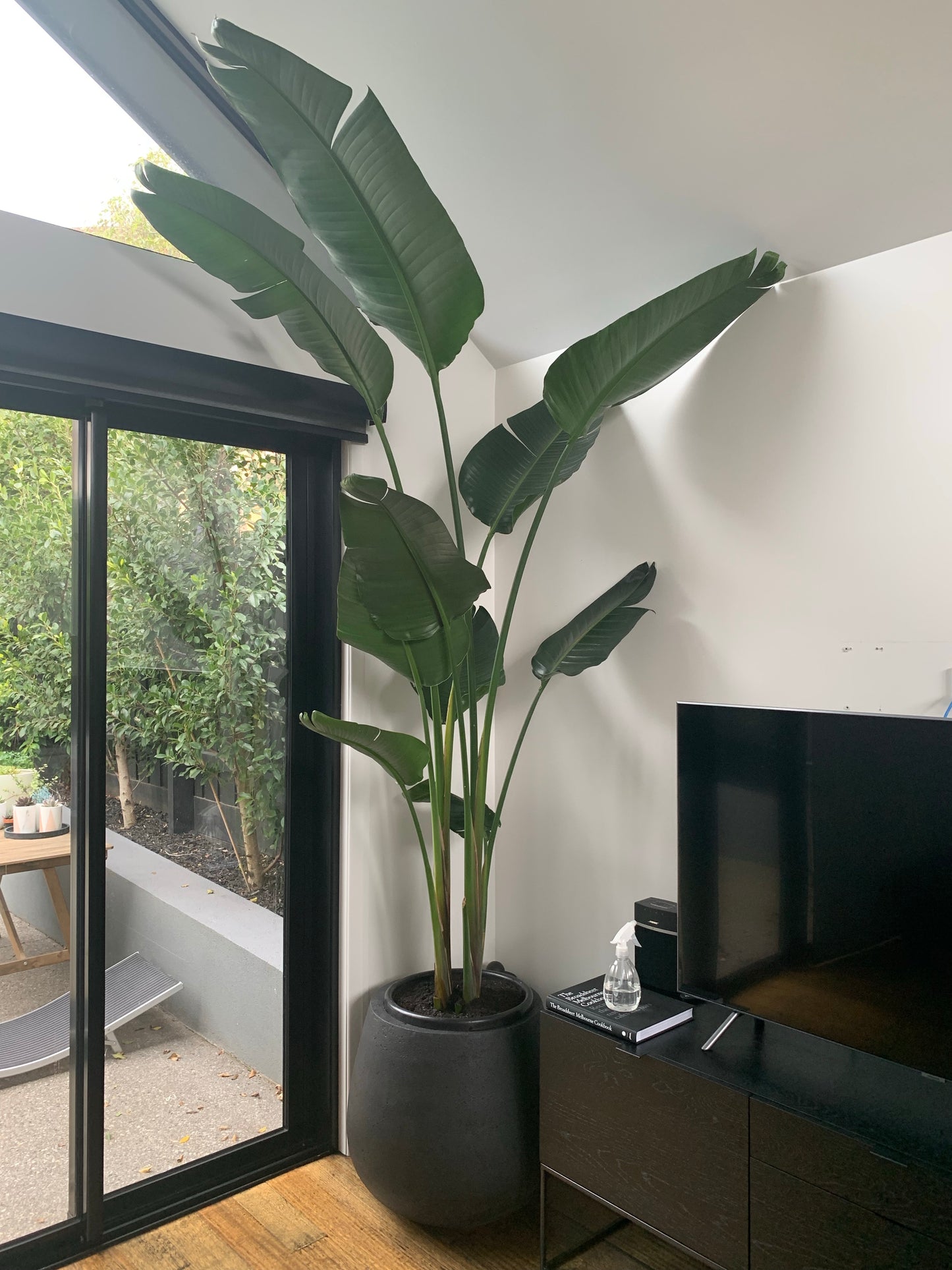 Extra large bird of paradise in 400mm pot