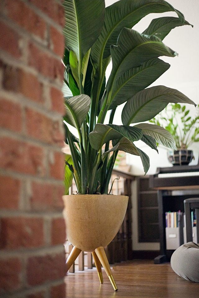 Peace Lily Sensation in 250mm pot *SALE*