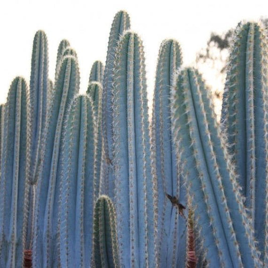 Blue torch cactus philocereus azures