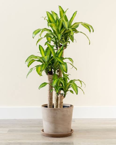 Happy plant in 250mm pot on sale (online only)