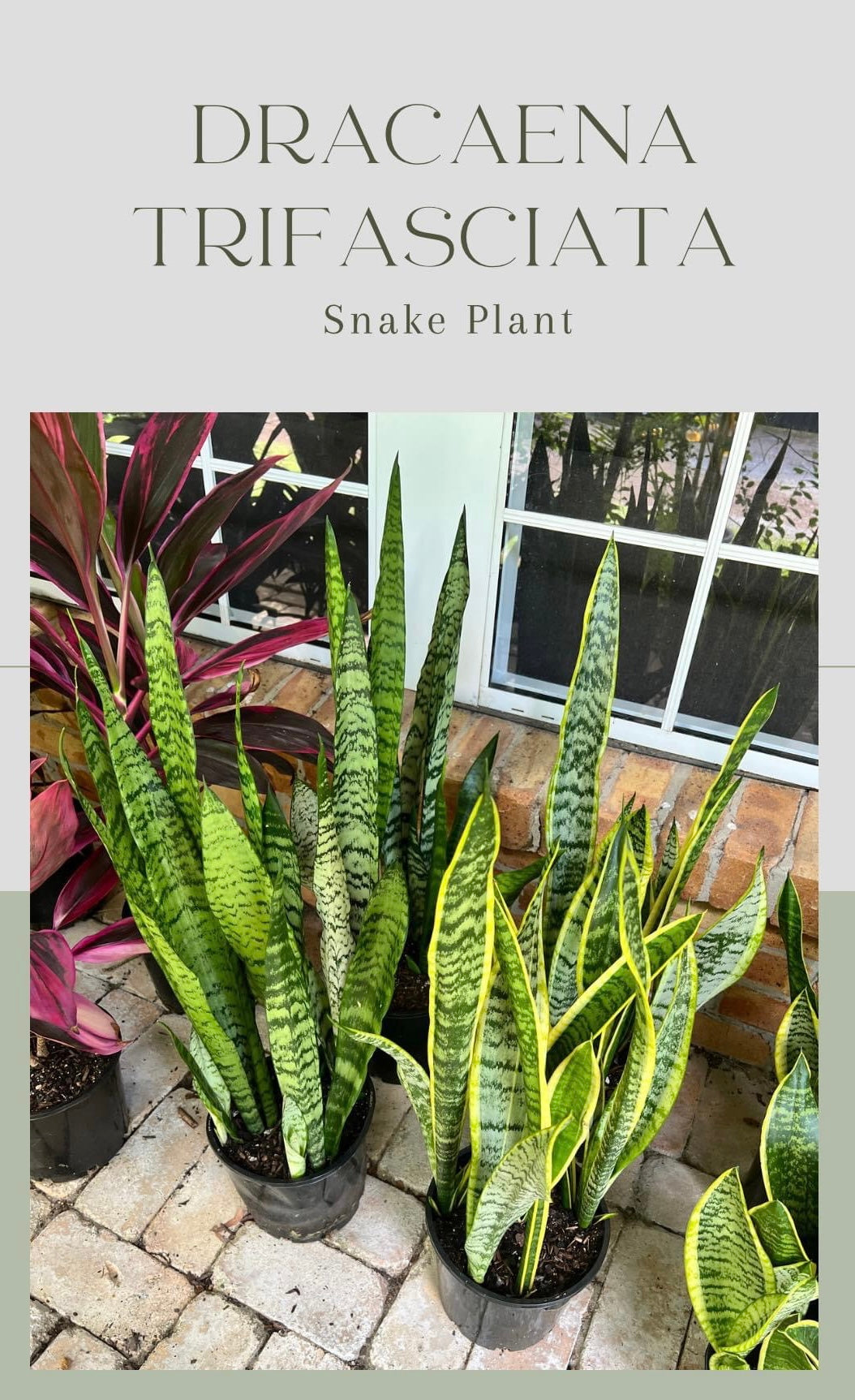 Snake Plant - Sansevieria in 250mm pot